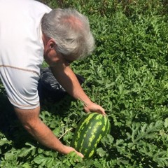 Large watermelons still preferred over mini’s due to higher brix level